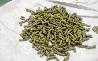鋸末顆粒一噸能賺多少？顆粒機廠家給你算了一筆賬